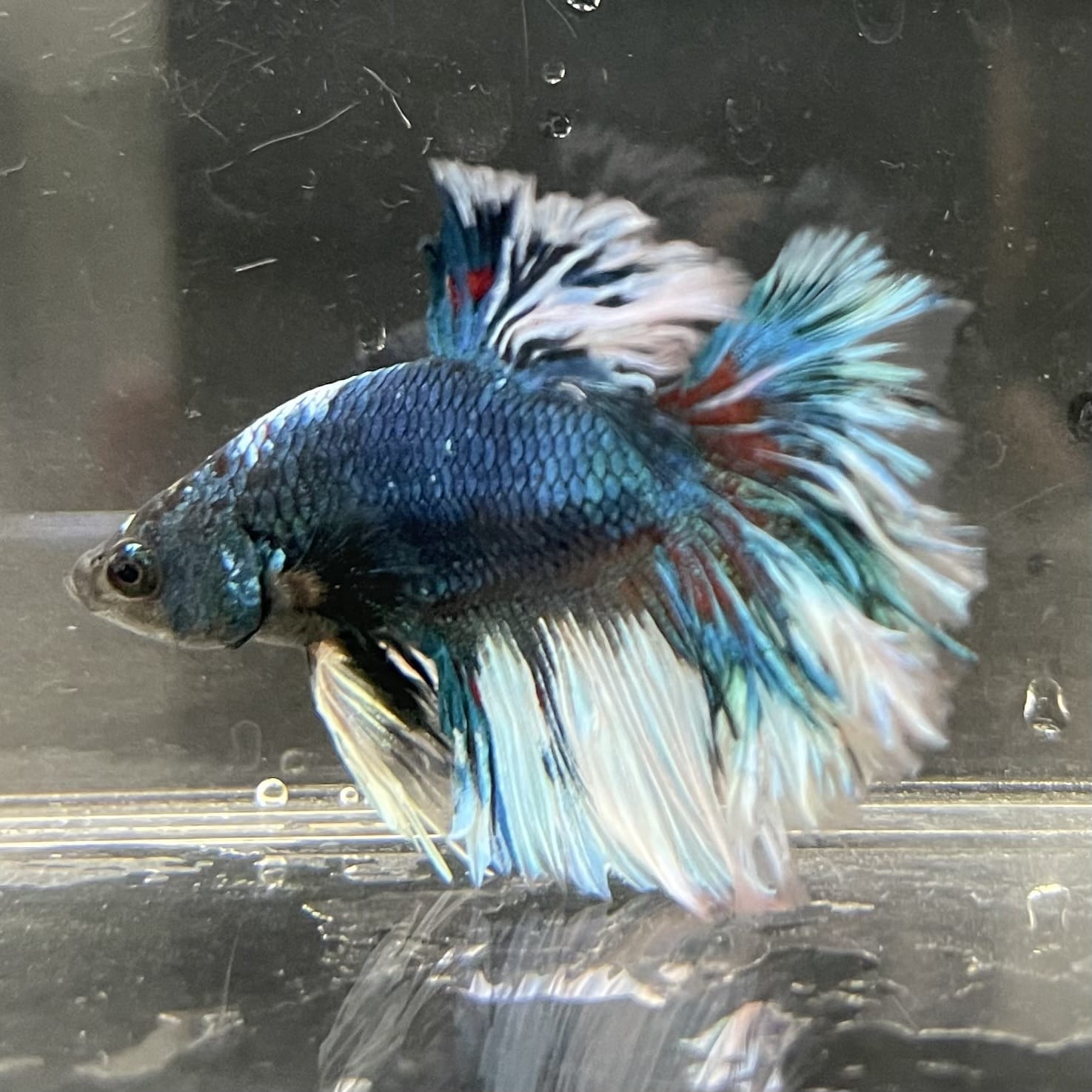 the-fish-farm Male Betta Male Betta - One Only - 4 Choose your favourite Male Betta from The Fish Farm Australia