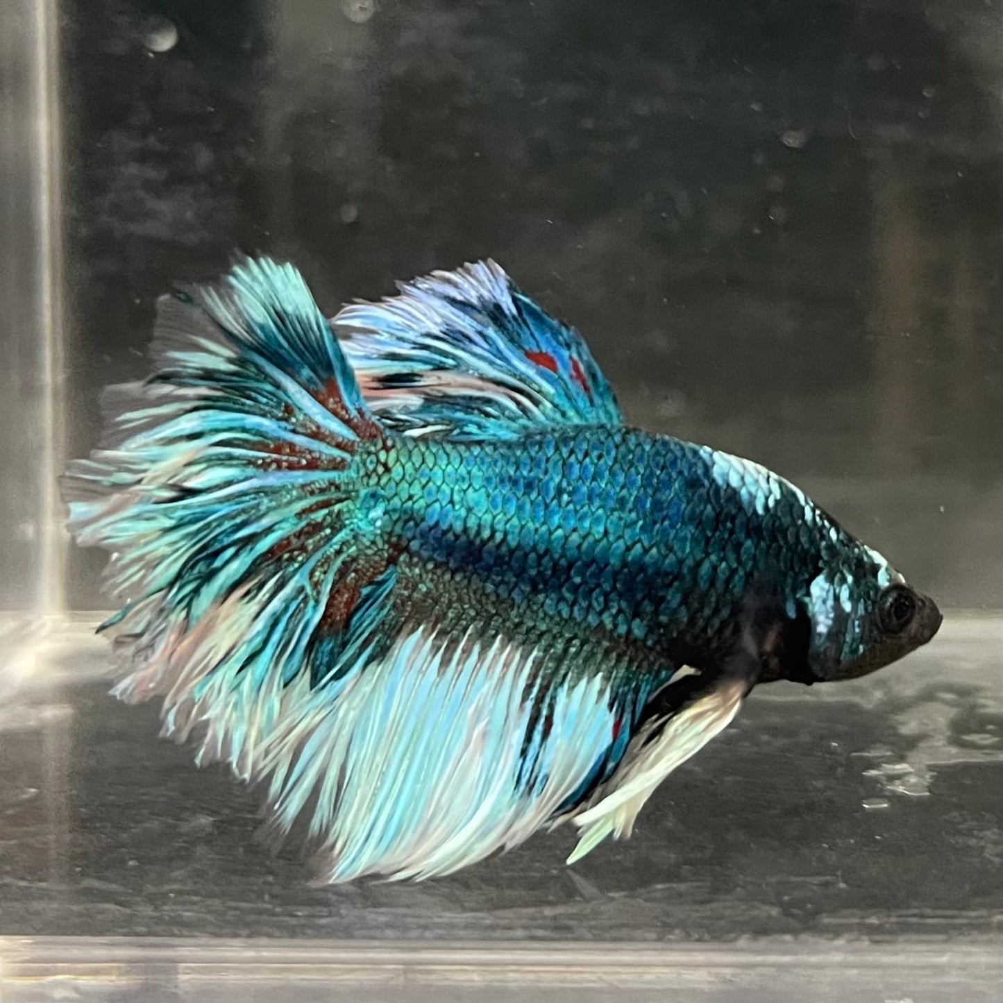 the-fish-farm Male Betta Male Betta - One Only - 4 Choose your favourite Male Betta from The Fish Farm Australia