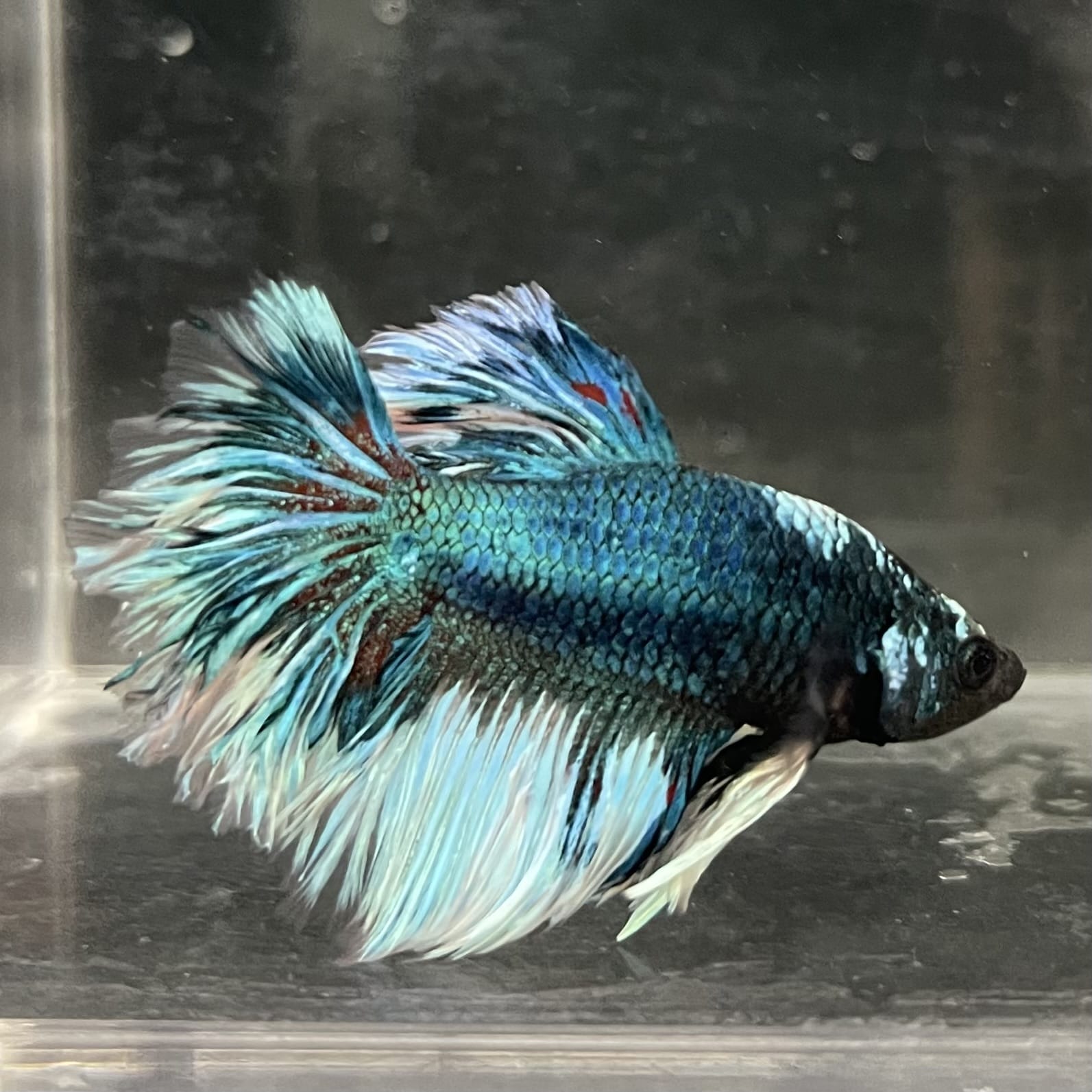 the-fish-farm Male Betta Male Betta - One Only - 4 Choose your favourite Male Betta from The Fish Farm Australia