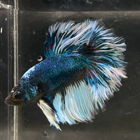 the-fish-farm Male Betta Male Betta - One Only - 4 Choose your favourite Male Betta from The Fish Farm Australia