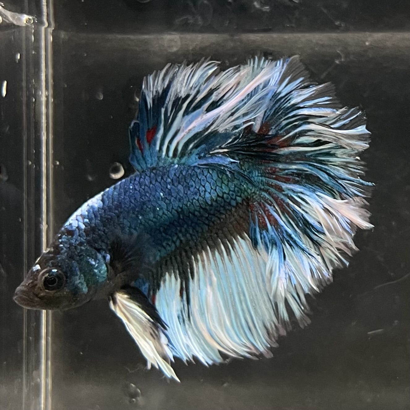 the-fish-farm Male Betta Male Betta - One Only - 4 Choose your favourite Male Betta from The Fish Farm Australia