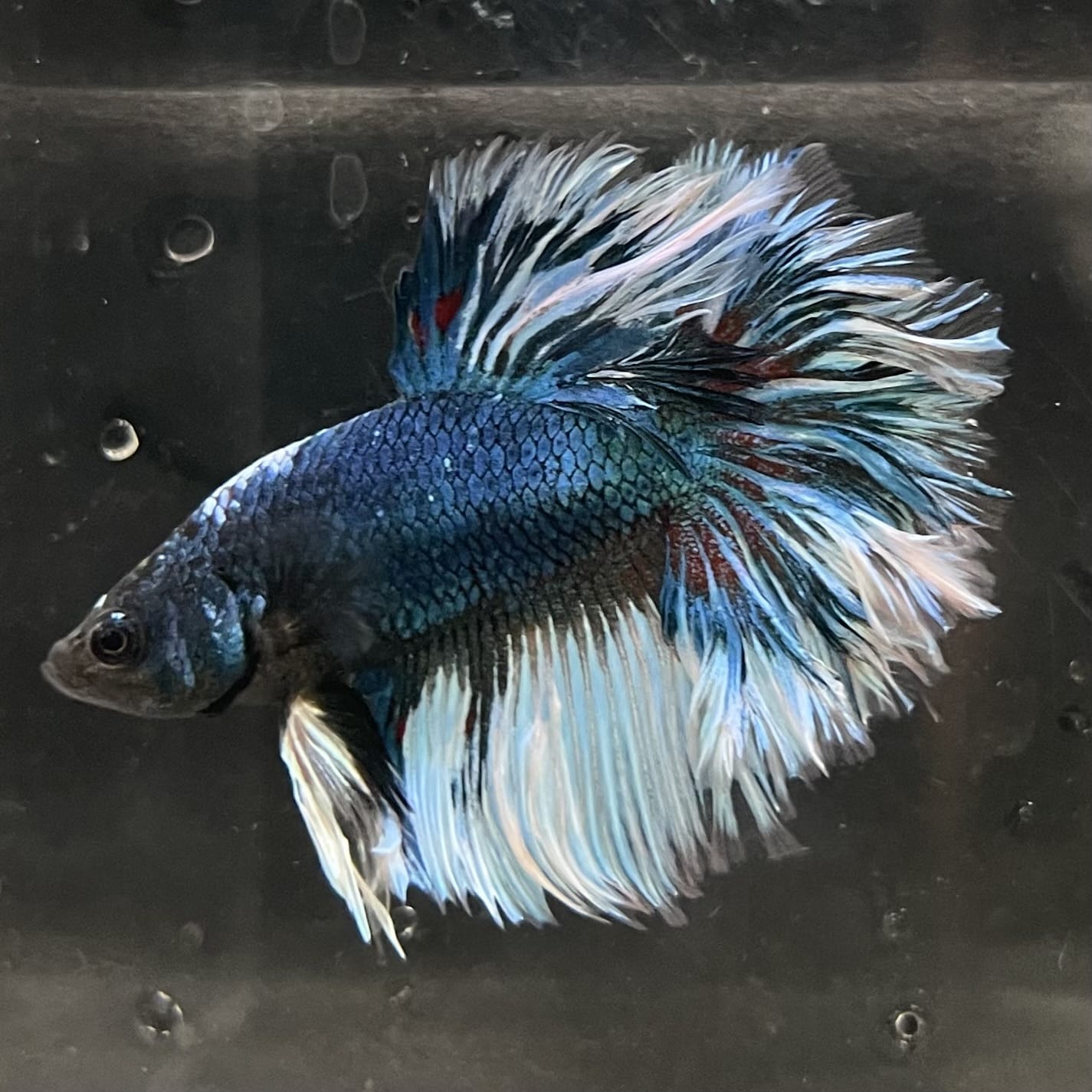 the-fish-farm Male Betta Male Betta - One Only - 4 Choose your favourite Male Betta from The Fish Farm Australia