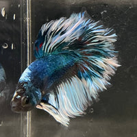 the-fish-farm Male Betta Male Betta - One Only - 4 Choose your favourite Male Betta from The Fish Farm Australia