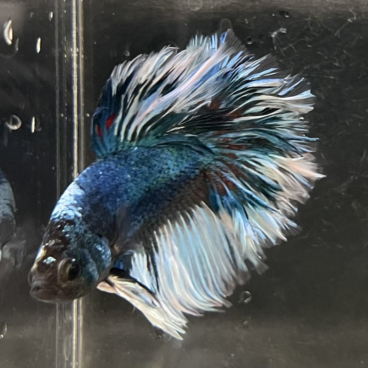 the-fish-farm Male Betta Male Betta - One Only - 4 Choose your favourite Male Betta from The Fish Farm Australia