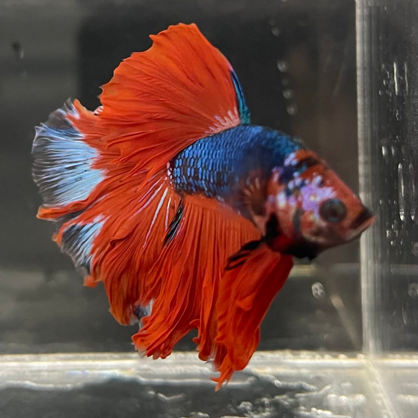 the-fish-farm Male Betta Male Betta - One Only - 4 Choose your favourite Male Betta from The Fish Farm Australia