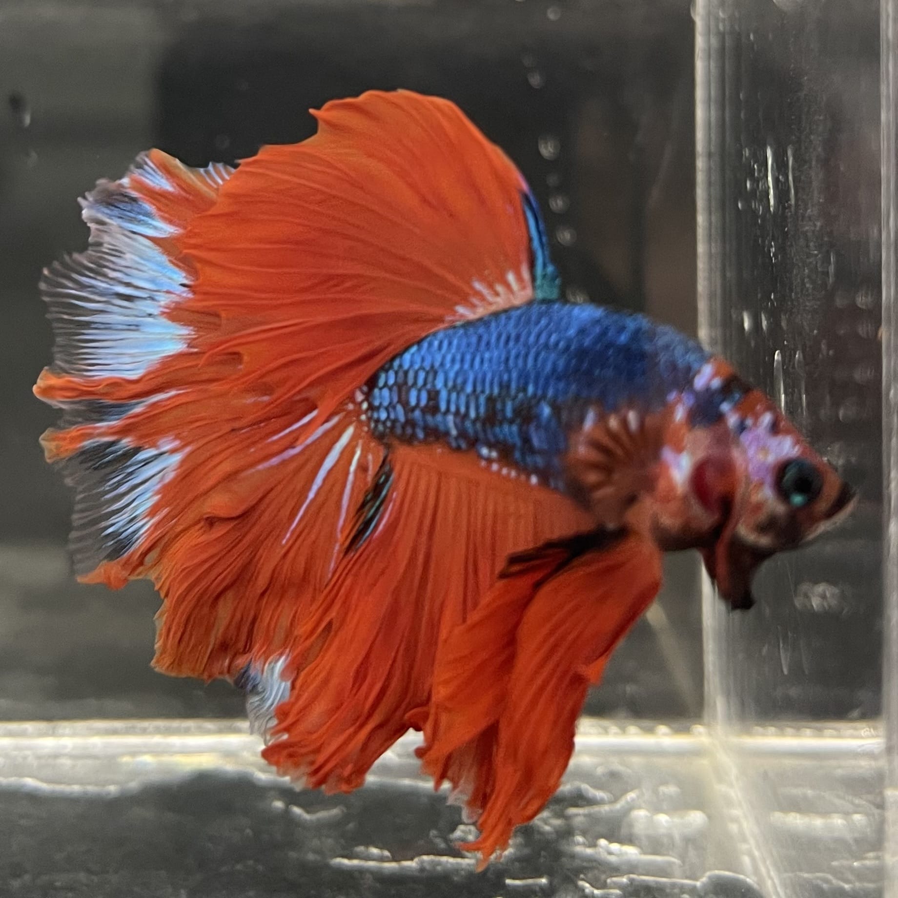 the-fish-farm Male Betta Male Betta - One Only - 4 Choose your favourite Male Betta from The Fish Farm Australia