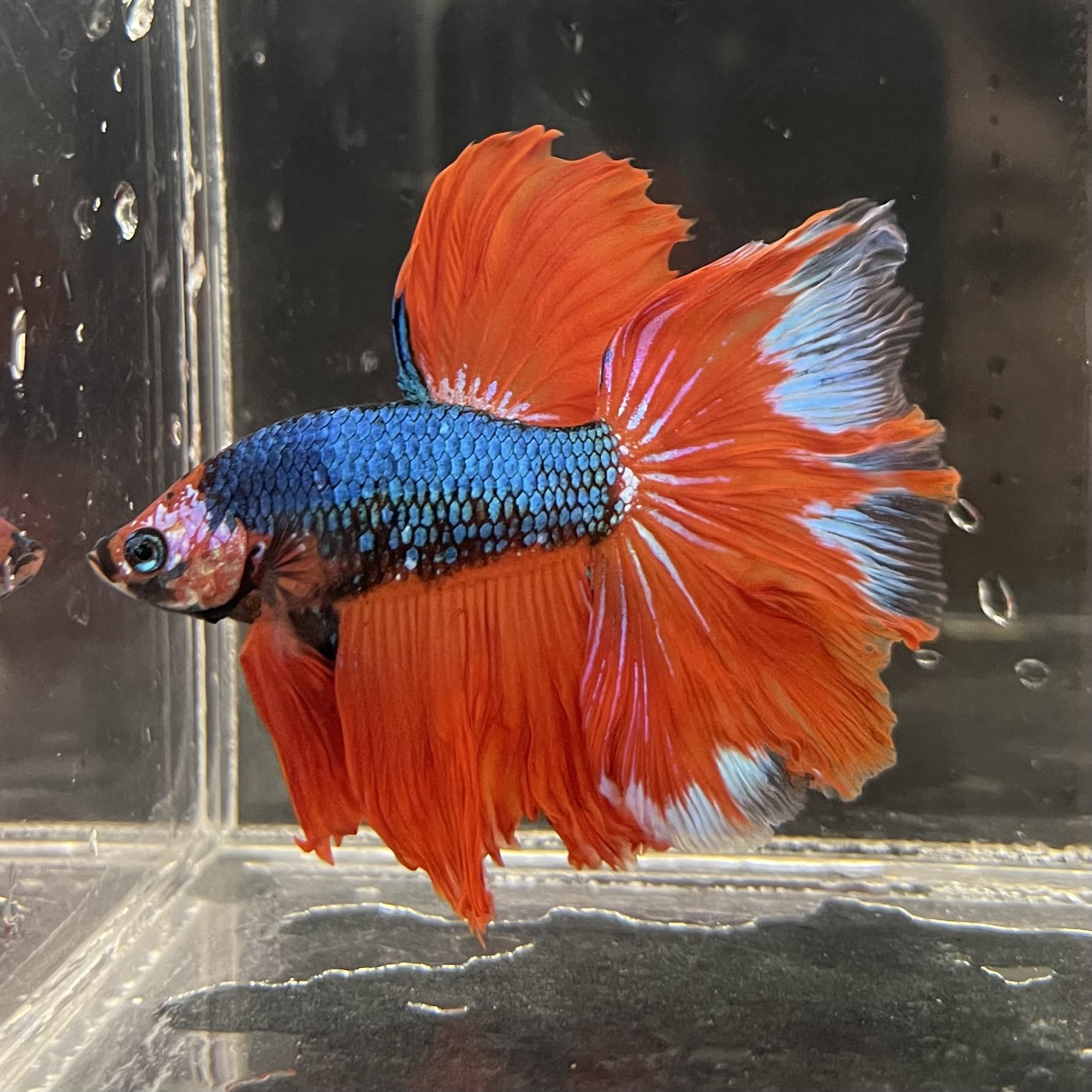the-fish-farm Male Betta Male Betta - One Only - 4 Choose your favourite Male Betta from The Fish Farm Australia