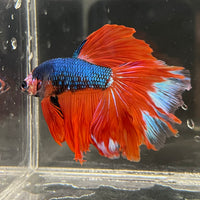 the-fish-farm Male Betta Male Betta - One Only - 4 Choose your favourite Male Betta from The Fish Farm Australia
