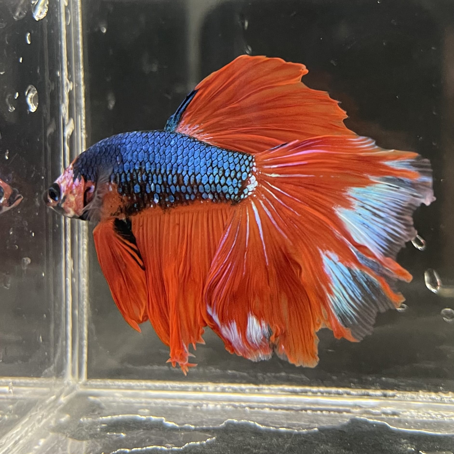 the-fish-farm Male Betta Male Betta - One Only - 4 Choose your favourite Male Betta from The Fish Farm Australia