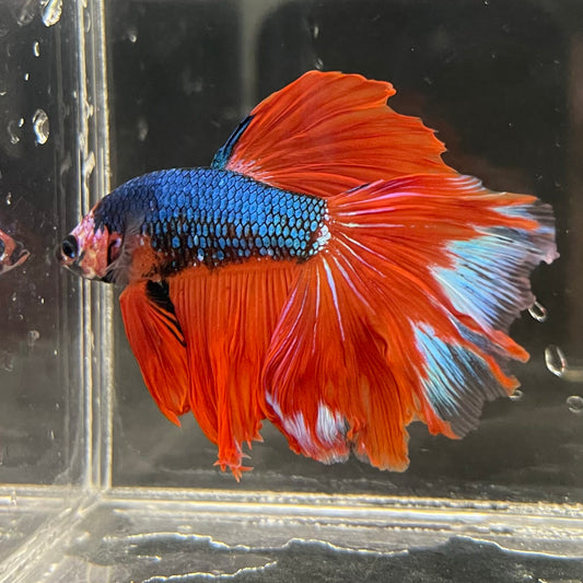 the-fish-farm Male Betta Male Betta - One Only - 4 Choose your favourite Male Betta from The Fish Farm Australia