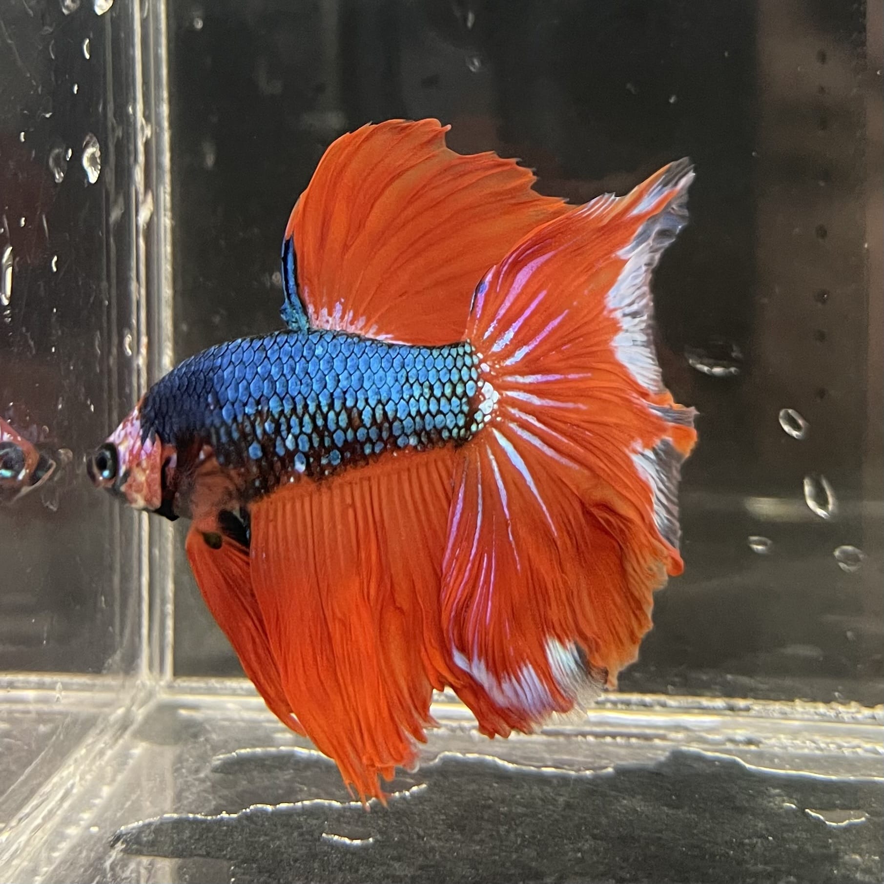 the-fish-farm Male Betta Male Betta - One Only - 4 Choose your favourite Male Betta from The Fish Farm Australia
