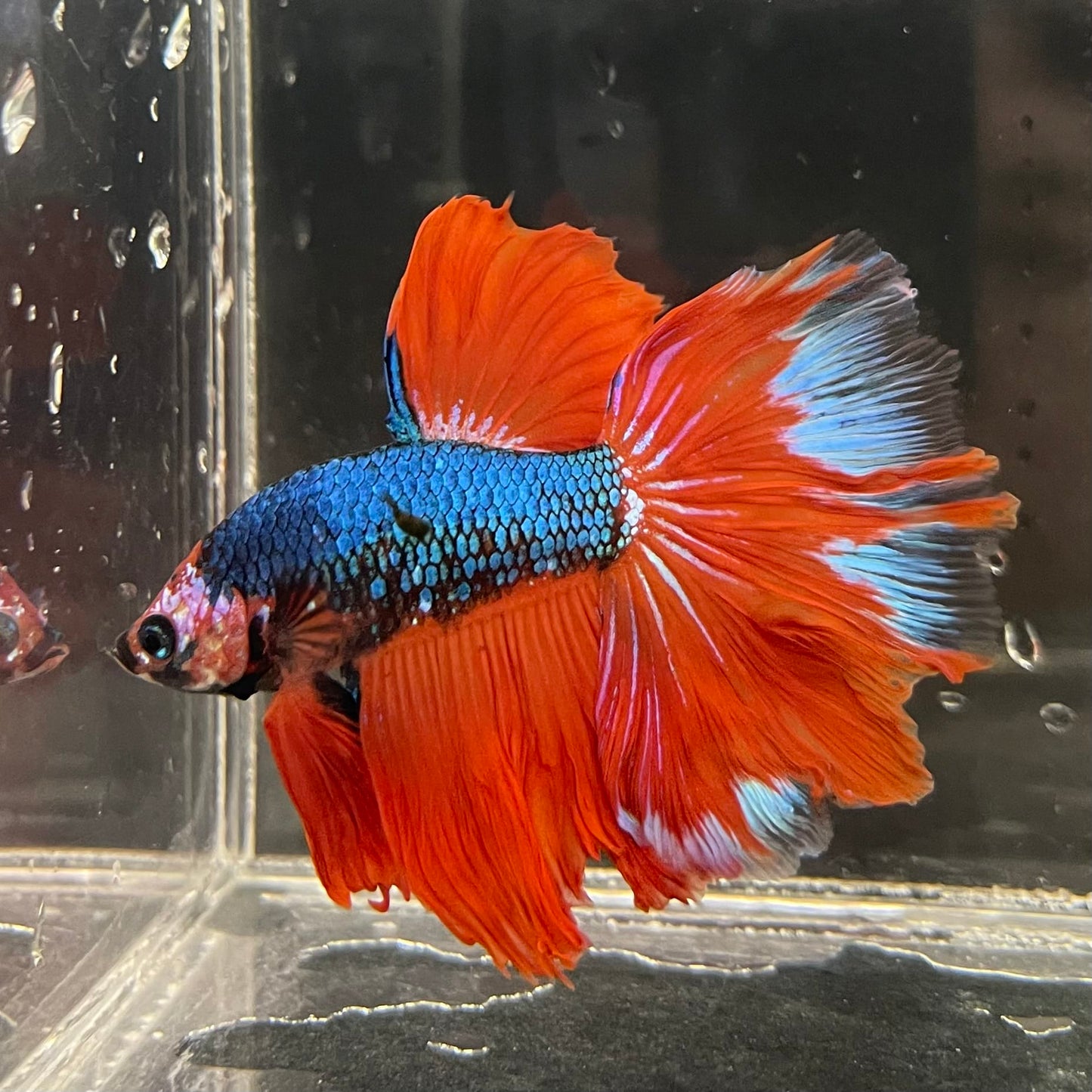 the-fish-farm Male Betta Male Betta - One Only - 4 Choose your favourite Male Betta from The Fish Farm Australia