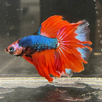 the-fish-farm Male Betta Male Betta - One Only - 4 Choose your favourite Male Betta from The Fish Farm Australia