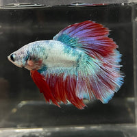 the-fish-farm Male Betta Male Betta - One Only - 4 Choose your favourite Male Betta from The Fish Farm Australia