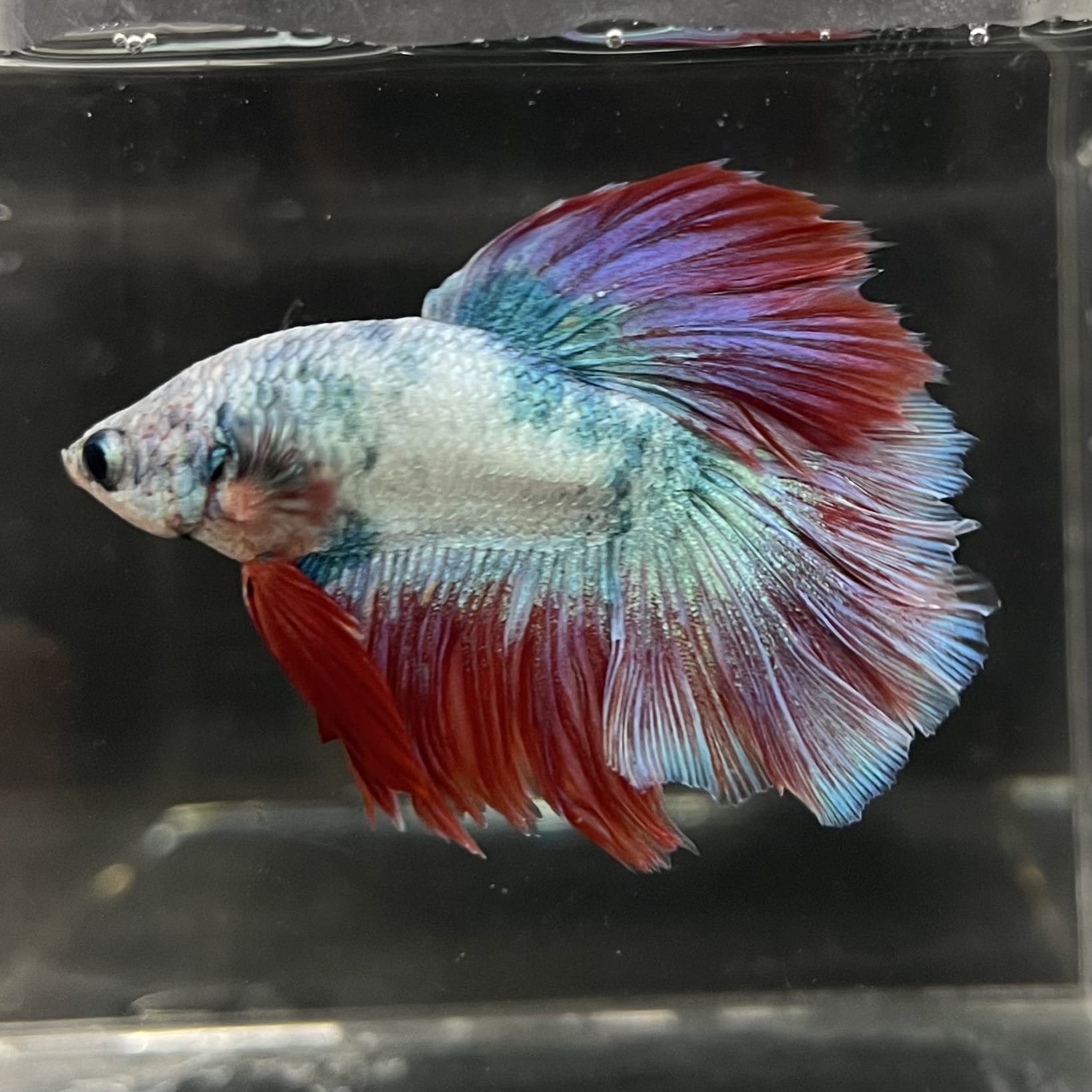 the-fish-farm Male Betta Male Betta - One Only - 4 Choose your favourite Male Betta from The Fish Farm Australia
