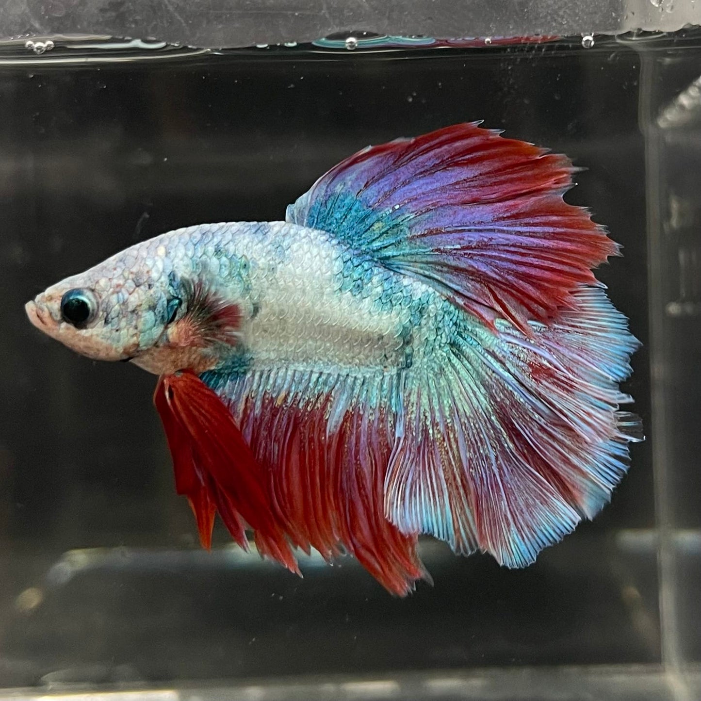 the-fish-farm Male Betta Male Betta - One Only - 4 Choose your favourite Male Betta from The Fish Farm Australia