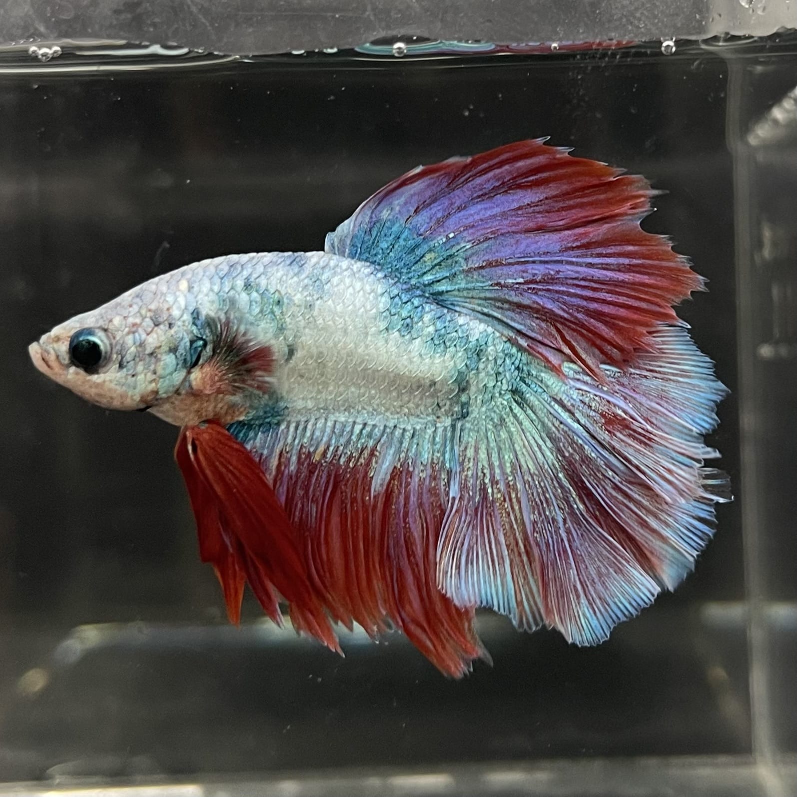 the-fish-farm Male Betta Male Betta - One Only - 4 Choose your favourite Male Betta from The Fish Farm Australia