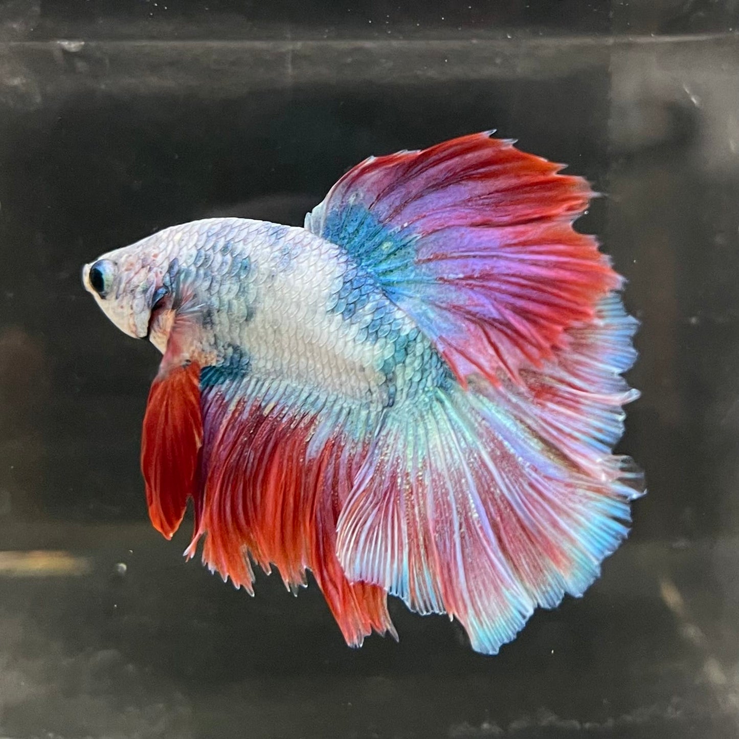 the-fish-farm Male Betta Male Betta - One Only - 4 Choose your favourite Male Betta from The Fish Farm Australia