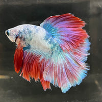 the-fish-farm Male Betta Male Betta - One Only - 4 Choose your favourite Male Betta from The Fish Farm Australia