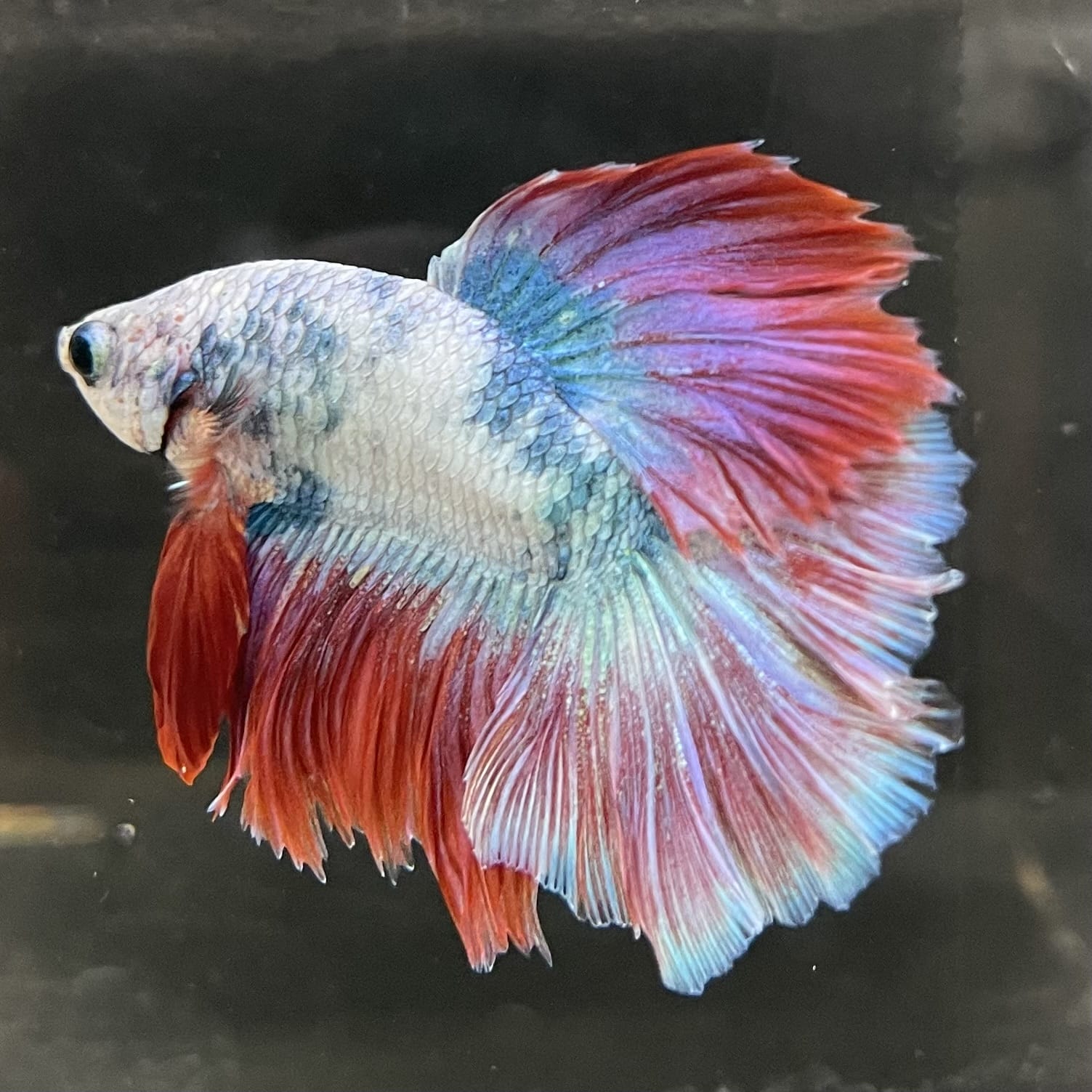 the-fish-farm Male Betta Male Betta - One Only - 4 Choose your favourite Male Betta from The Fish Farm Australia