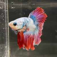 the-fish-farm Male Betta Male Betta - One Only - 4 Choose your favourite Male Betta from The Fish Farm Australia