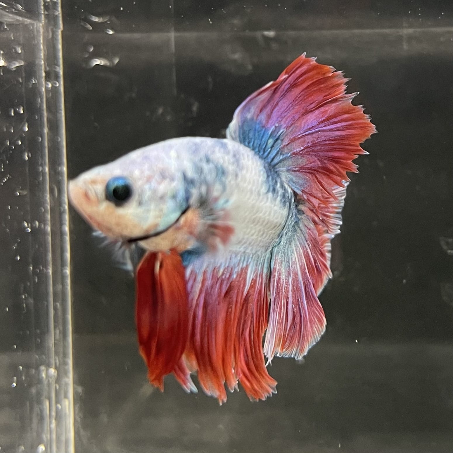 the-fish-farm Male Betta Male Betta - One Only - 4 Choose your favourite Male Betta from The Fish Farm Australia