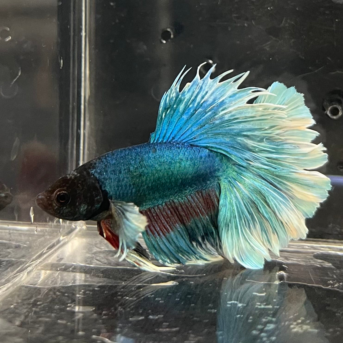 the-fish-farm Male Betta Male Betta - One Only - 4 Choose your favourite Male Betta from The Fish Farm Australia