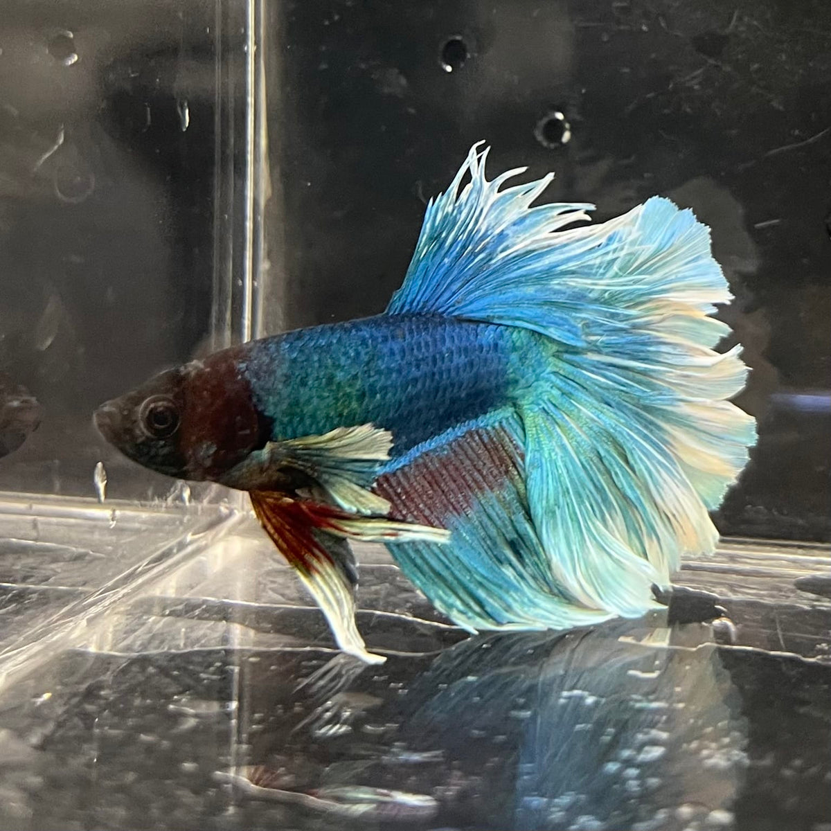 the-fish-farm Male Betta Male Betta - One Only - 4 Choose your favourite Male Betta from The Fish Farm Australia
