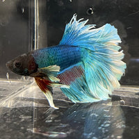 the-fish-farm Male Betta Male Betta - One Only - 4 Choose your favourite Male Betta from The Fish Farm Australia