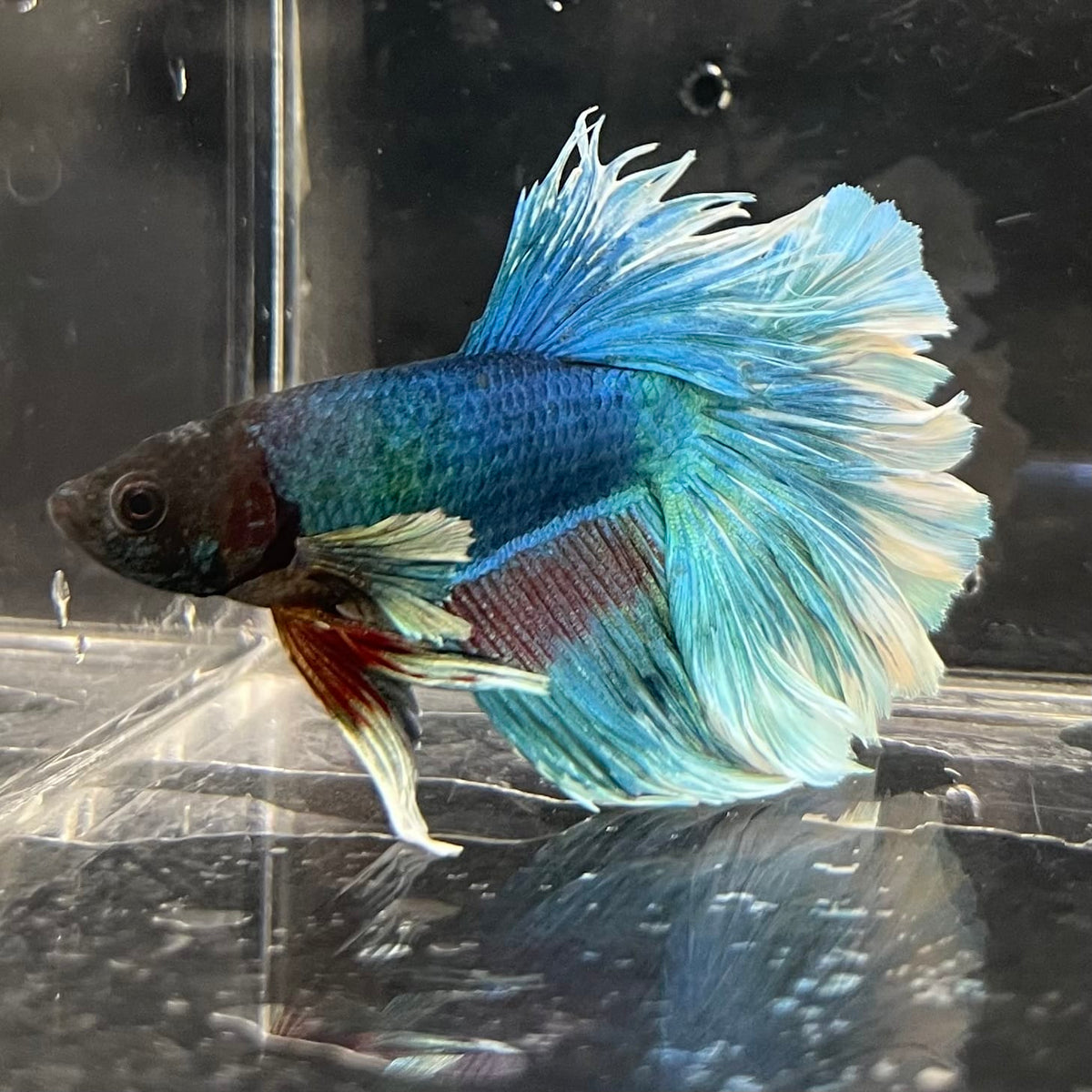the-fish-farm Male Betta Male Betta - One Only - 4 Choose your favourite Male Betta from The Fish Farm Australia