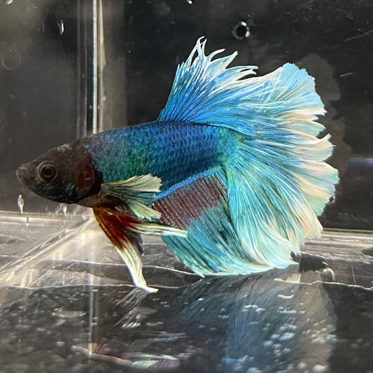 the-fish-farm Male Betta Male Betta - One Only - 4 Choose your favourite Male Betta from The Fish Farm Australia