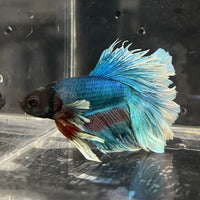 the-fish-farm Male Betta Male Betta - One Only - 4 Choose your favourite Male Betta from The Fish Farm Australia