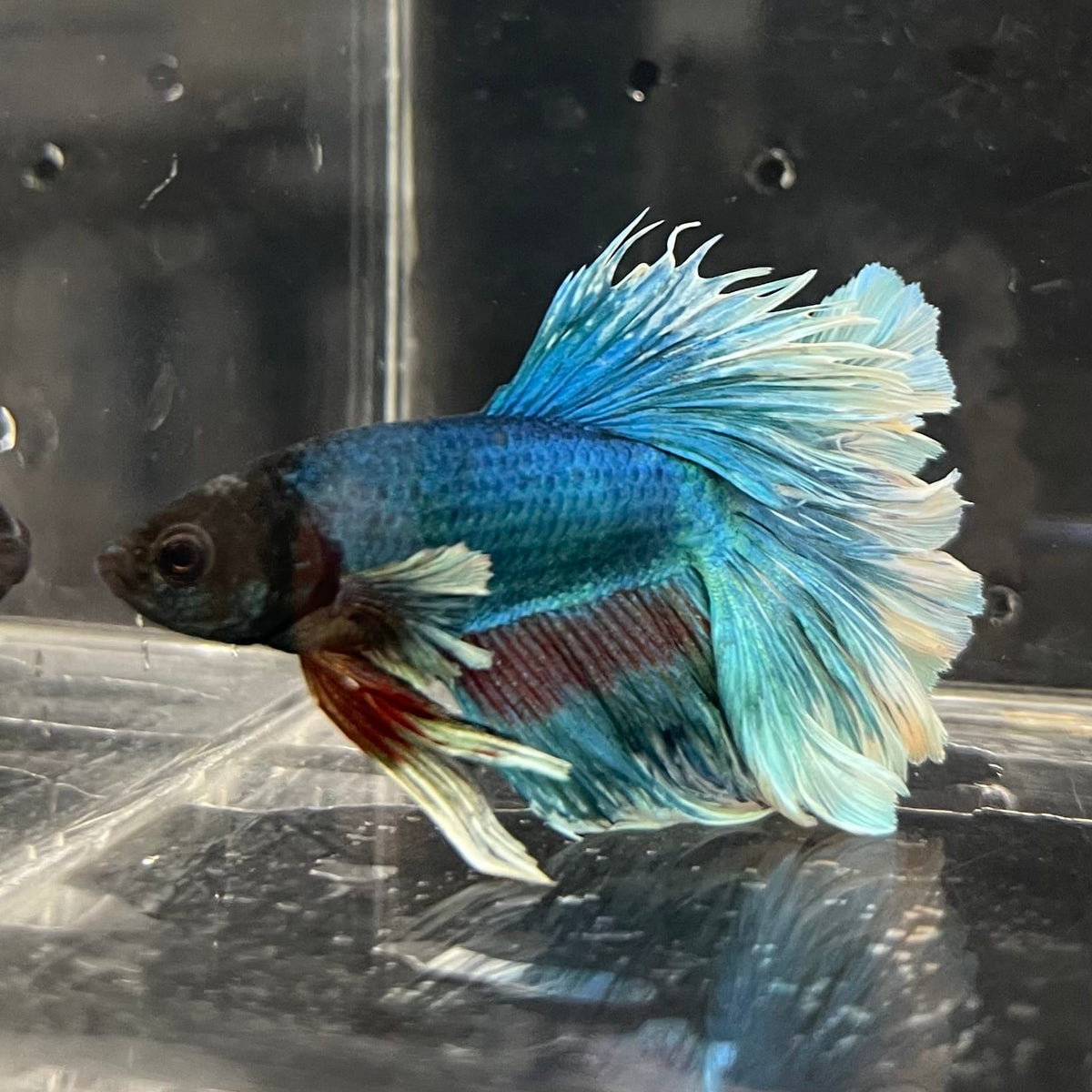 the-fish-farm Male Betta Male Betta - One Only - 4 Choose your favourite Male Betta from The Fish Farm Australia