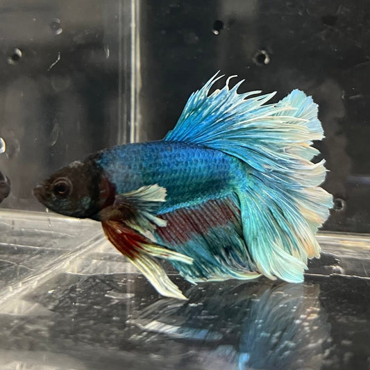 the-fish-farm Male Betta Male Betta - One Only - 4 Choose your favourite Male Betta from The Fish Farm Australia
