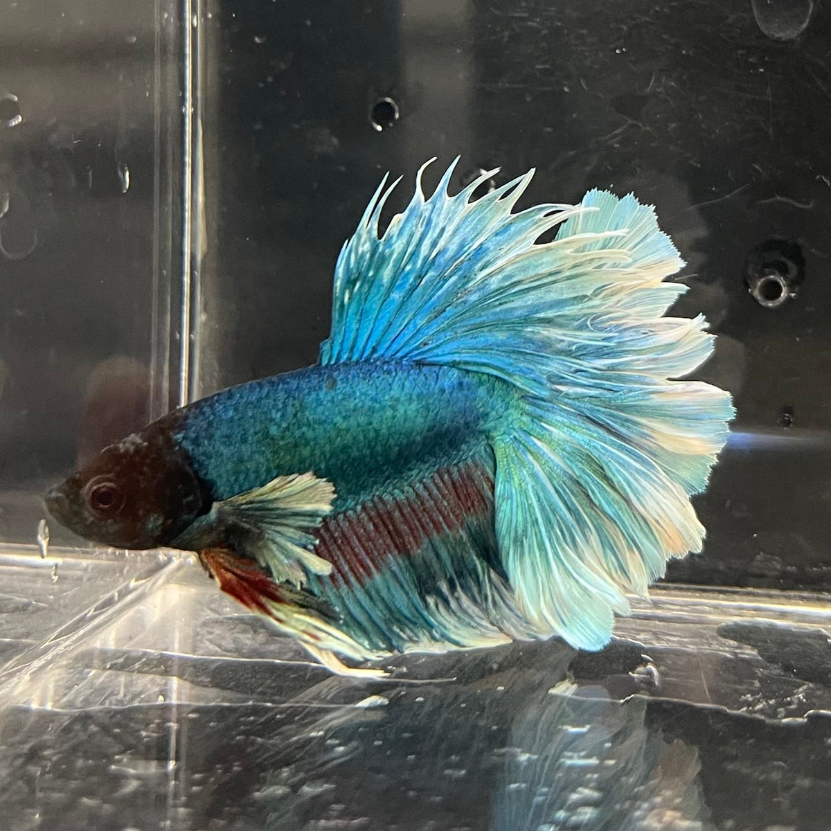 the-fish-farm Male Betta Male Betta - One Only - 4 Choose your favourite Male Betta from The Fish Farm Australia