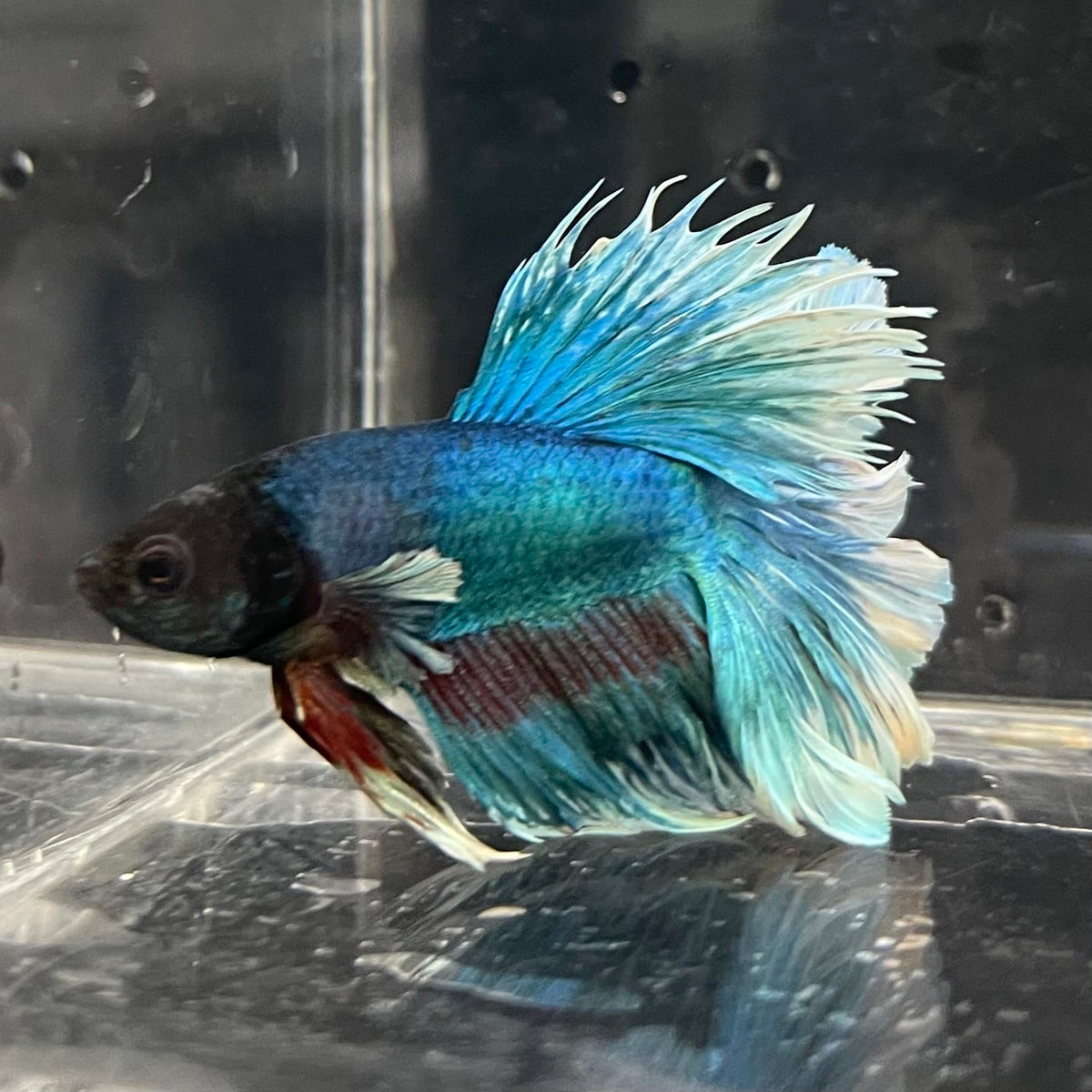 the-fish-farm Male Betta Male Betta - One Only - 4 Choose your favourite Male Betta from The Fish Farm Australia