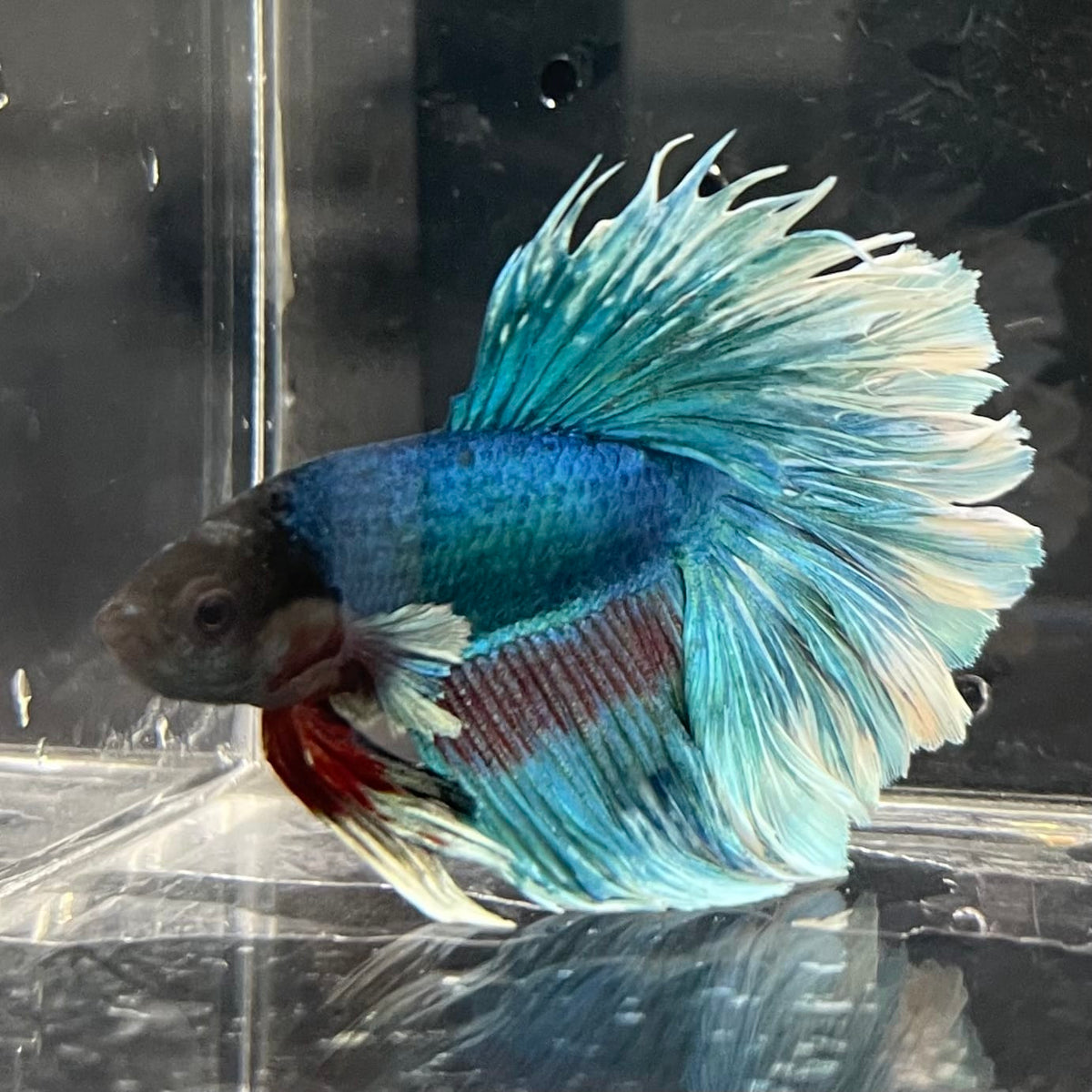 the-fish-farm Male Betta Male Betta - One Only - 4 Choose your favourite Male Betta from The Fish Farm Australia