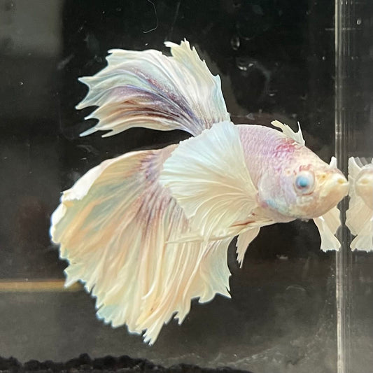 the-fish-farm Male Betta Male Betta - One Only - 4 Choose your favourite Male Betta from The Fish Farm Australia