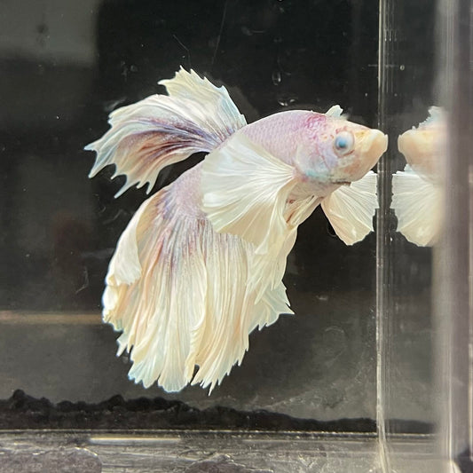 the-fish-farm Male Betta Male Betta - One Only - 4 Choose your favourite Male Betta from The Fish Farm Australia
