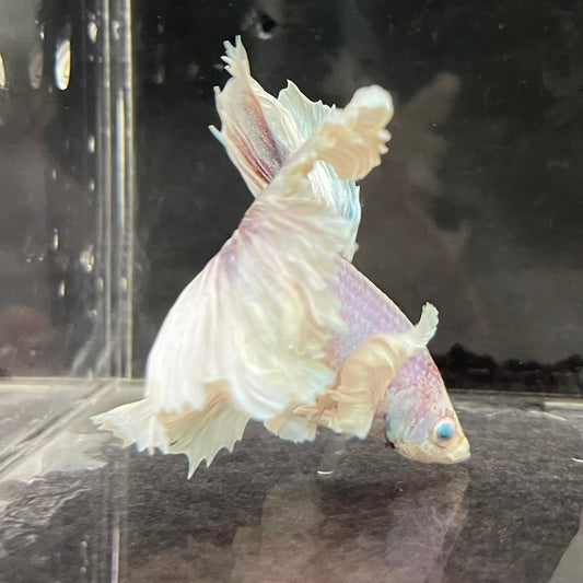 the-fish-farm Male Betta Male Betta - One Only - 4 Choose your favourite Male Betta from The Fish Farm Australia