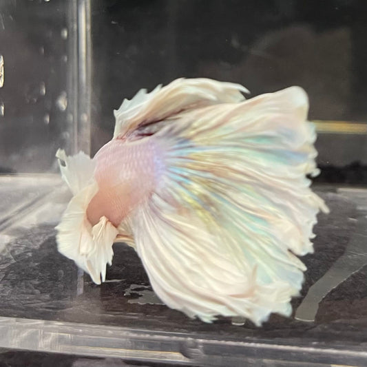the-fish-farm Male Betta Male Betta - One Only - 4 Choose your favourite Male Betta from The Fish Farm Australia