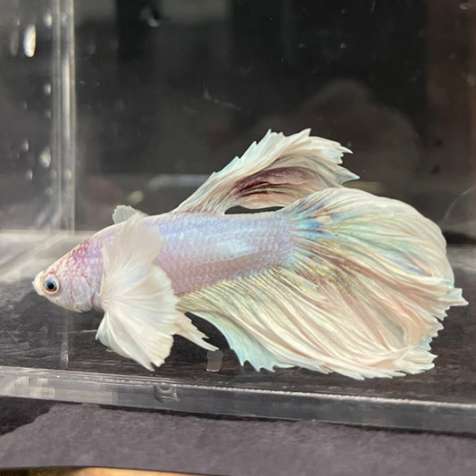 the-fish-farm Male Betta Male Betta - One Only - 4 Choose your favourite Male Betta from The Fish Farm Australia