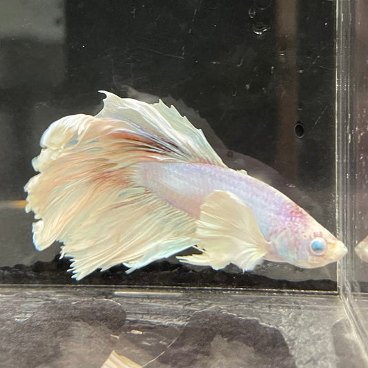 the-fish-farm Male Betta Male Betta - One Only - 4 Choose your favourite Male Betta from The Fish Farm Australia