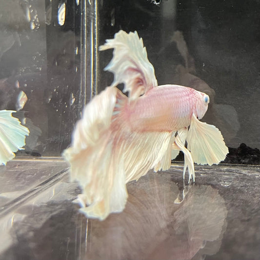 the-fish-farm Male Betta Male Betta - One Only - 4 Choose your favourite Male Betta from The Fish Farm Australia