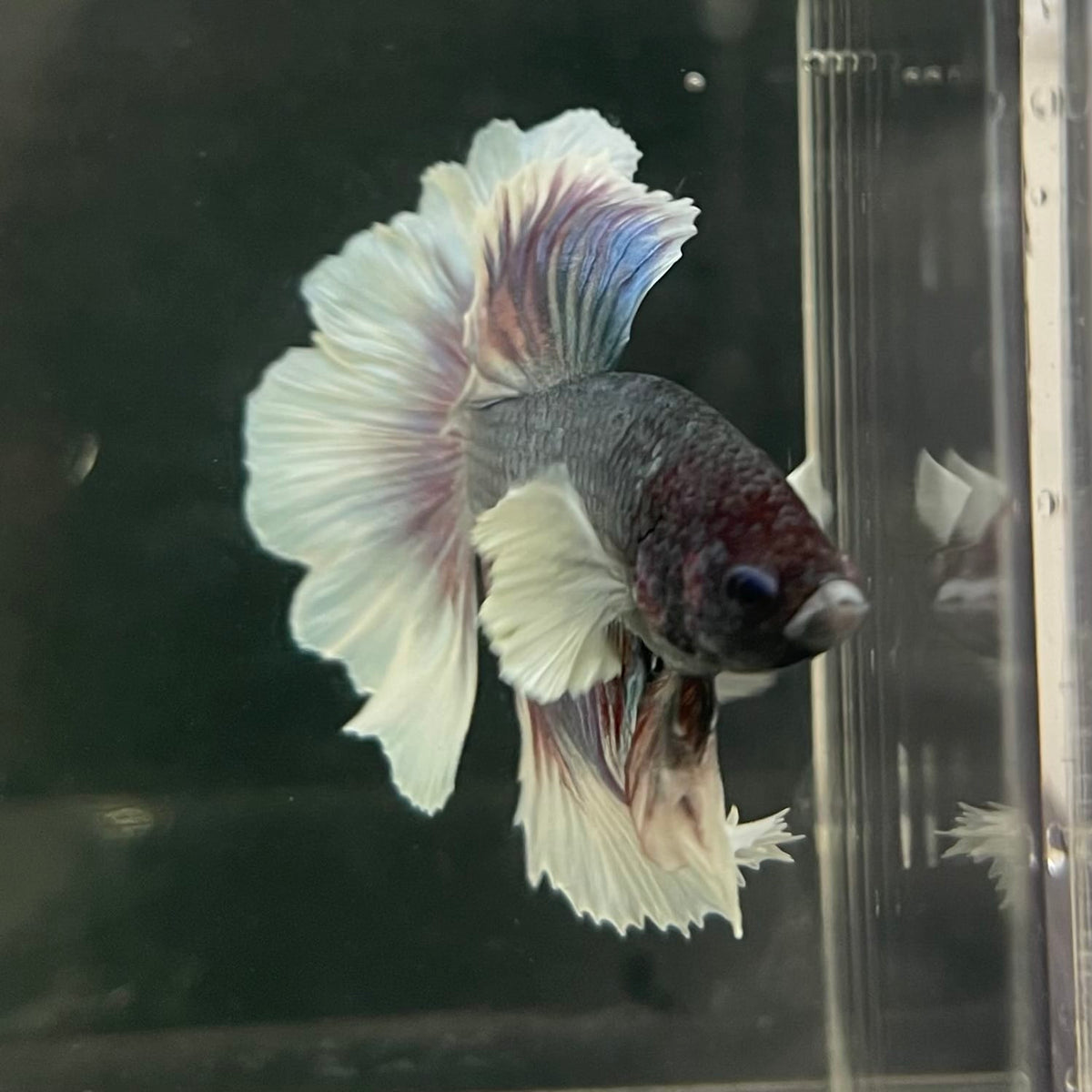 the-fish-farm Male Betta Male Betta - One Only - 4 Choose your favourite Male Betta from The Fish Farm Australia