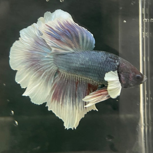 the-fish-farm Male Betta Male Betta - One Only - 4 Choose your favourite Male Betta from The Fish Farm Australia
