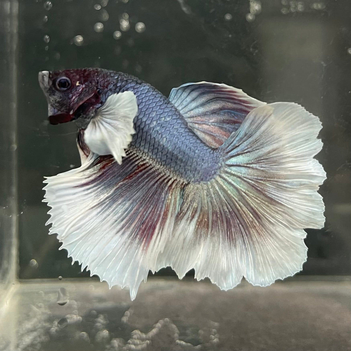 the-fish-farm Male Betta Male Betta - One Only - 4 Choose your favourite Male Betta from The Fish Farm Australia
