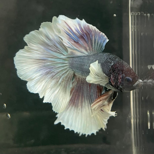 the-fish-farm Male Betta Male Betta - One Only - 4 Choose your favourite Male Betta from The Fish Farm Australia