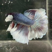 the-fish-farm Male Betta Male Betta - One Only - 4 Choose your favourite Male Betta from The Fish Farm Australia