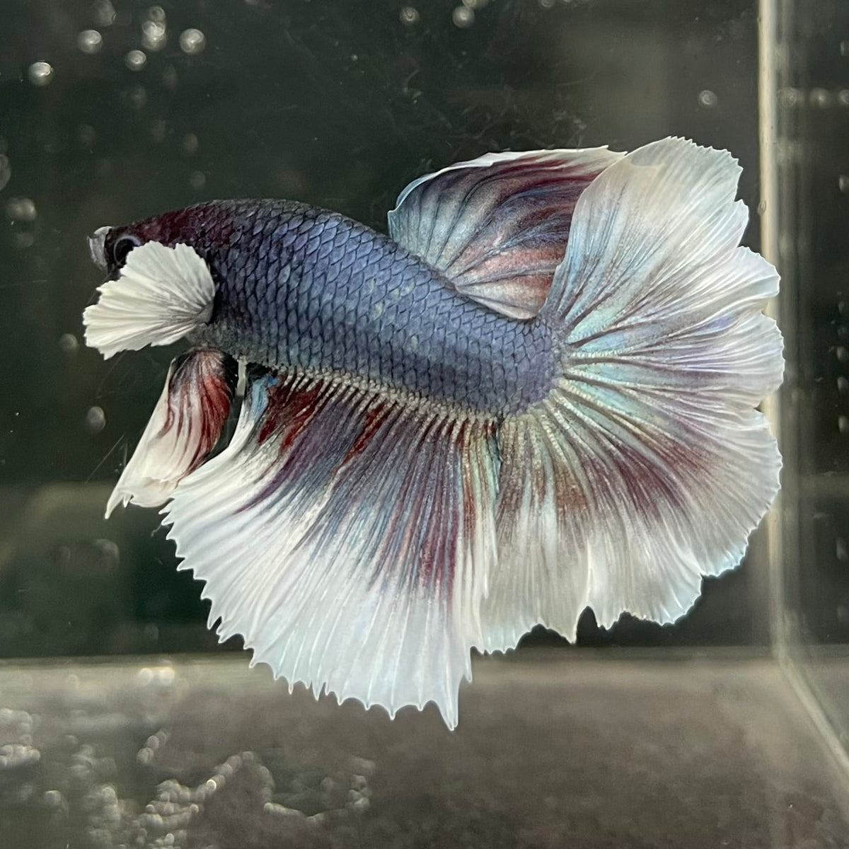 the-fish-farm Male Betta Male Betta - One Only - 4 Choose your favourite Male Betta from The Fish Farm Australia